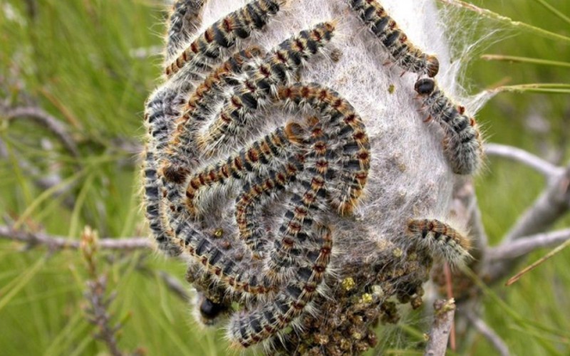 Investigadores descobrem fungo capaz de combater a lagarta do pinheiro
