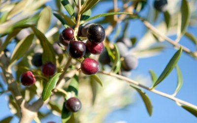 Espanhóis usam inteligência artificial para prever pragas da oliveira