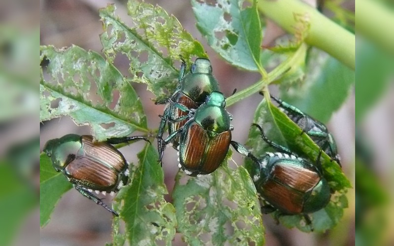 Escaravelho-japonês