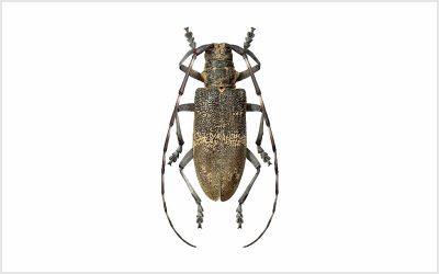 Escaravelho longicórneo – Vetor do Nemátodo-da-Madeira-do-Pinheiro